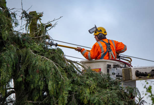 Tree and Shrub Care in Williamsport, OH