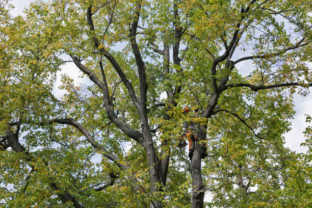 Professional Tree Care in Williamsport, OH